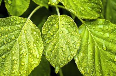 叶子 绿色 自然 雨滴 花园 绿色的大自然 绿色的雨 绿色花园