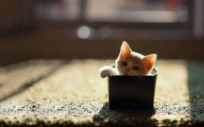 猫 小猫 宠物 动物 可爱的 狮子 毛皮 猫科动物 基蒂