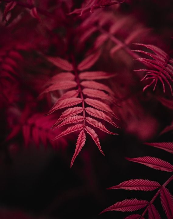 植物 自然 树叶 特写 花园 森林 生长 Iphone壁纸