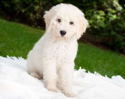 狗 小狗 Labradoodle 白色的 家畜 年轻 在免费 户外