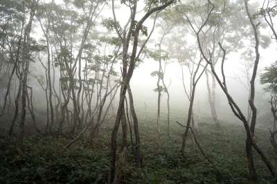 多雾路段 树木 森林 自然 薄雾 森林 森林 森林 森林 森林