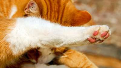 猫的爪子 爪子 猫 动物 猫爪 可爱的 头部图 毛皮 蓬松的