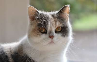 猫 波斯人 波斯杂种 家猫 家畜 长发 猫脸 可爱的 猫眼