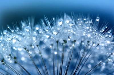 蒲公英种子 蒲公英 水滴 露珠 露滴 花的 花朵 杂草 漂亮