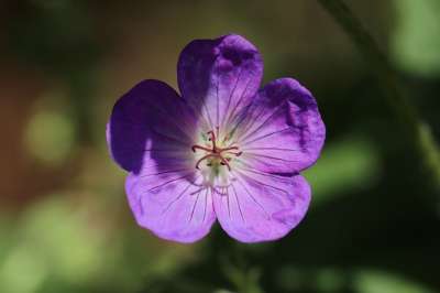 起重机法案 森林鹤嘴 天竺葵 花 森林鹤嘴鹬 花瓣 开花 植物