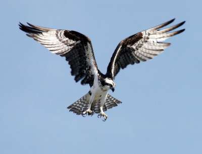 鱼鹰 鹰 猛禽 鸟 Pandion Haliaetus 摇晃 飞行
