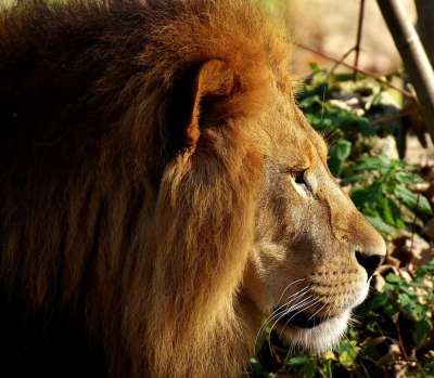 狮子 捕食者 危险的 鬃毛 大猫 男性 动物园 野生动物 非洲