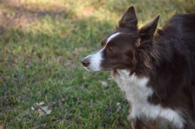边境牧羊犬 狗 宠物 动物 犬类 毛皮 鼻子 哺乳动物 狗肖像