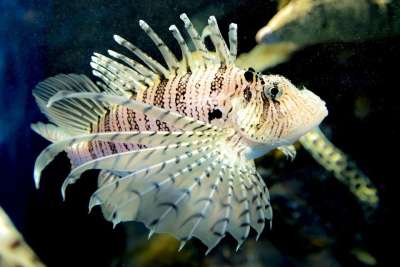水族馆 珊瑚鱼 海洋 尖尖的 鱼 狮子 丰富多彩的 水下 珊瑚