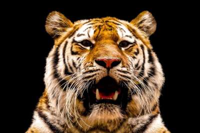 动物 老虎 大猫 Amurtiger 猫 捕食者 动物肖像 危险的