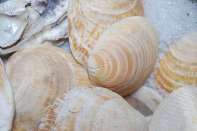 翻盖 大海 贝类 海 壳 纪念品 扇贝 自然 蛤壳 海岸
