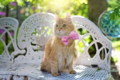 猫 基蒂 猫科动物 夏天 阳光 宠物 动物 可爱的 棕褐色