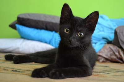 猫 小猫 黑色的 动物 宠物 可爱的 黑猫 眼睛 黄眼睛