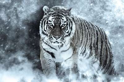 东北虎 老虎 雪 暴风雪 降雪 动物 西伯利亚虎 哺乳动物 大猫