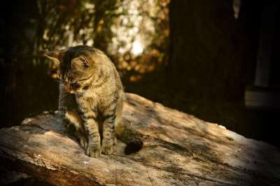 猫 家畜 动物 动物肖像 猫肖像 光 太阳 阴凉处 花园
