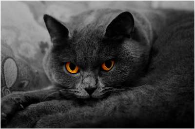 英国长毛猫 猫 迷人的 爱 休眠 可爱的 眼睛 发光 黑和白