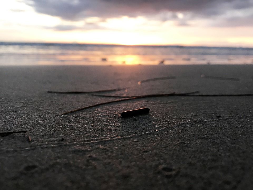 普吉岛大海, 沙滩, 枯枝