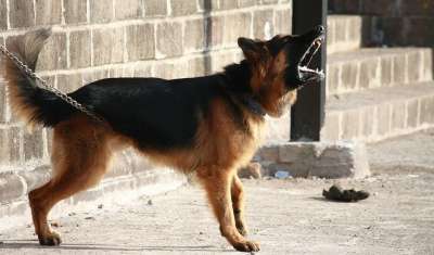 德国牧羊犬 狗 叫声 警卫 警报 警告 链式 常设 国内的