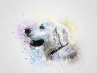 狗 宠物 白色的 艺术 抽象 猎犬 动物 优质的 肖像 水彩