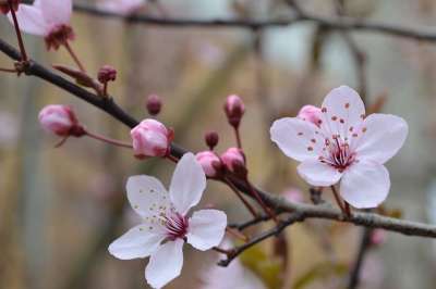 开花 樱花 春天 花 树 花园 植物