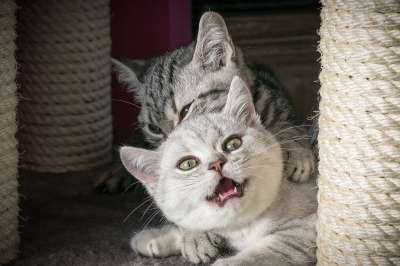 油灰 猫 小猫 可爱的 家畜 家猫 猫宝宝 猫孩子 小的 鲭鱼