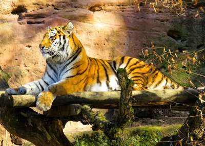 动物 老虎 大猫 Amurtiger 猫 捕食者 危险的