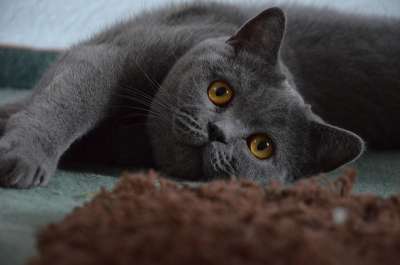 英国短毛猫 宿醉 猫 灰色的 可爱的 家畜 年轻 短发