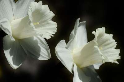 水仙花 花 复活节百合 春天 白色的 盛开 百合 开花 植物