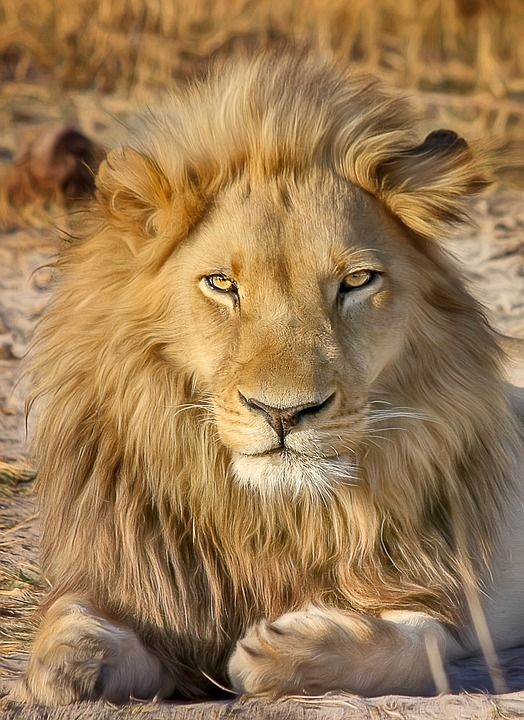 狮子 苹果浏览器 非洲 捕食者 国家公园 野猫 大猫 南非