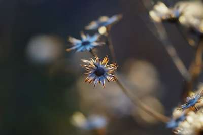 花 花瓣 干花 星星 植物 冬天 秋叶 花草甸 花园