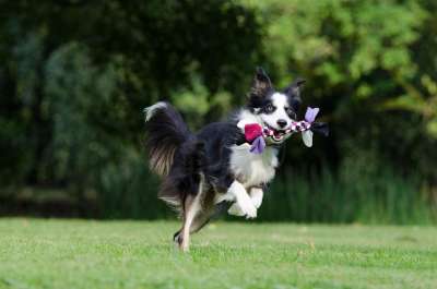 边境牧羊犬 走狗 俏皮的 英国牧羊犬 狗 游戏 家畜 三色