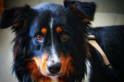 澳大利亚牧羊犬 狗 家畜 动物 牧羊犬 肖像 动物肖像