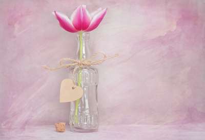 郁金香 花 开花 粉白色 春天的花朵 切花 玻璃 花瓶 心