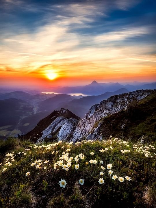 奥地利 花朵 野花 山 天空 云 日落 黄昏 景观 自然