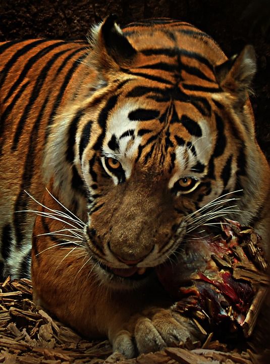 老虎 喂养 猫 食肉动物 危险的 大猫 捕食者 动物园 肖像
