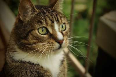 家猫 猫 宿醉 鲭鱼 猫眼 家畜 猫脸 晶须 看法 猫肖像
