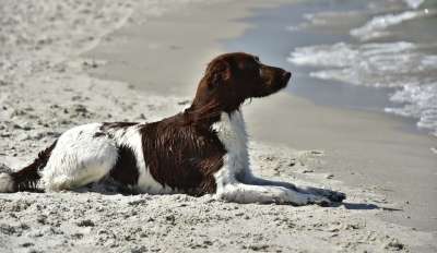 狗 小明斯特兰 Münsterländer 纯种狗 猎犬 家畜 松弛