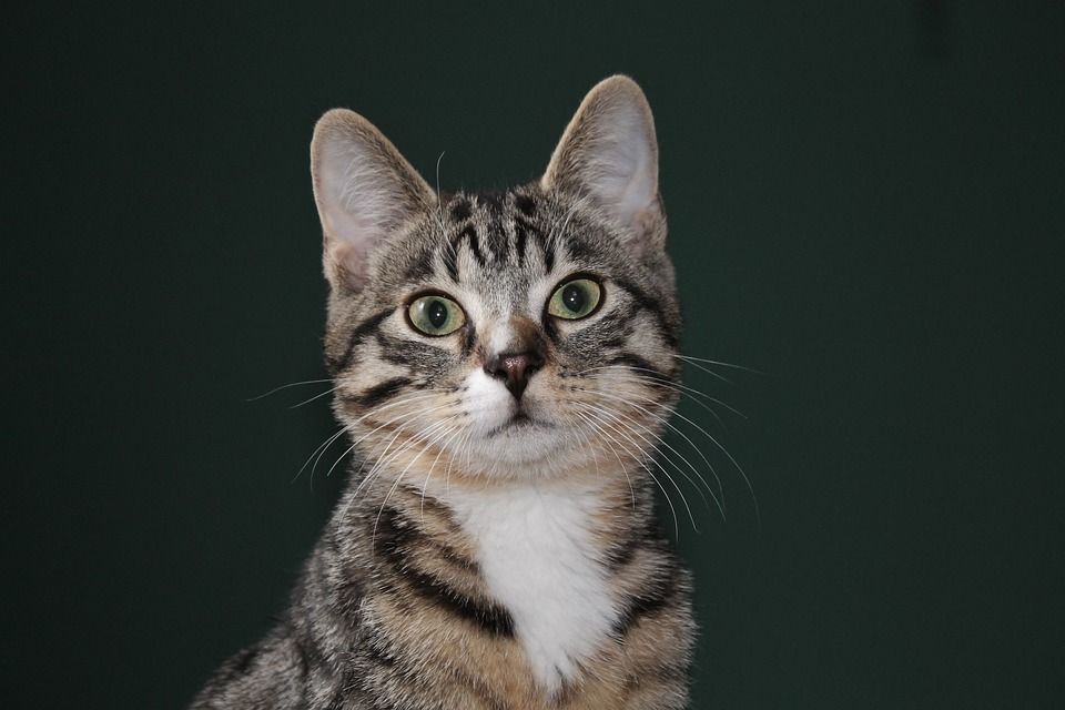 动物, 猫, 家猫, 鲭鱼, 宿醉, 猫脸