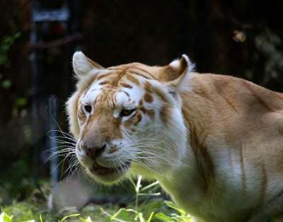 白色的老虎 大猫 猫 动物 老虎 捕食者 野生动物
