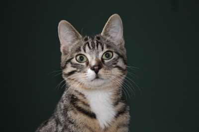 动物 猫 家猫 鲭鱼 宿醉 猫脸