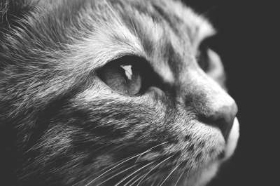 猫 宿醉 黑和白 可爱的 鲭鱼 老虎 舒适 动物 家猫 毛皮