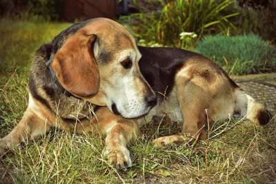 狗 动物 狗肖像 动物肖像 比格犬 杂交种 男性 家畜 朋友