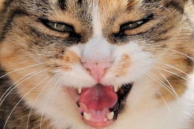 猫 动物 宠物 眼睛 牙齿 张开嘴 打哈欠 生气的 舌头