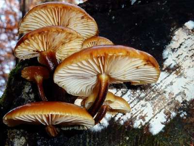 蘑菇 森林 落下 自然 有毒 蘑菇采摘 苔藓 树蘑菇 树桩