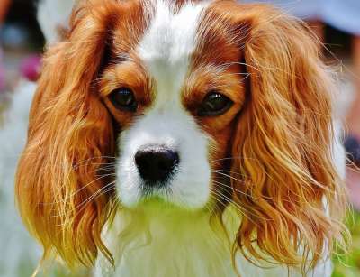 狗 骑士查理王猎犬 有趣的 家畜 动物 毛皮 棕色的 白色的