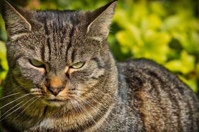 猫 家猫 动物肖像 关闭 Katzenkopf 猫脸 可爱的 看法