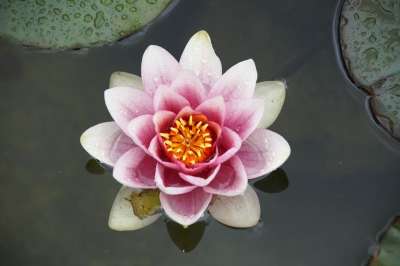 荷花 水性 工厂 盛开 池塘 粉色的