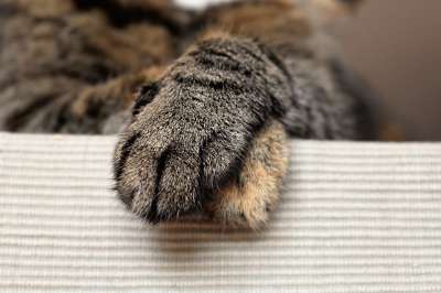 猫爪 动物爪子 猫的爪子 爪子 动物 家畜 爪子印 关闭 毛皮