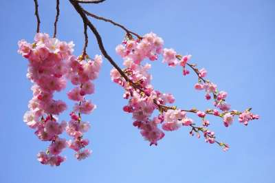 日本樱桃 开花 粉色的 科 日本樱花 观赏樱桃 樱花 树