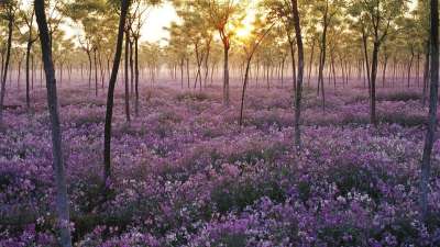 花 情绪 景观 紫色的 场地 花田 上午 前夕 太阳 森林